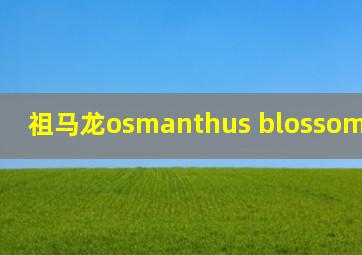 祖马龙osmanthus blossom cologne